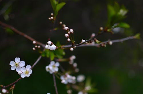 Close Up Photo of White Flowers