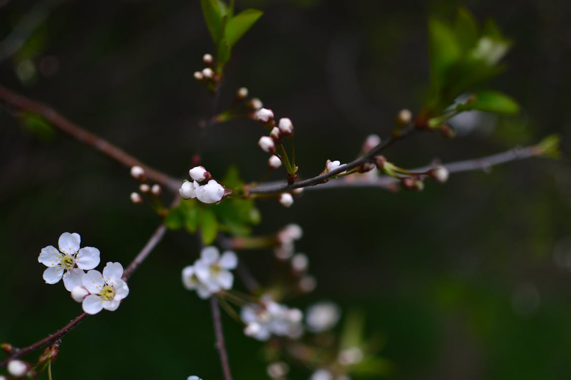꽃, 꽃봉오리, 봄의 무료 스톡 사진