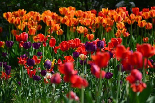 Безкоштовне стокове фото на тему «весна, квіти, квітучий»