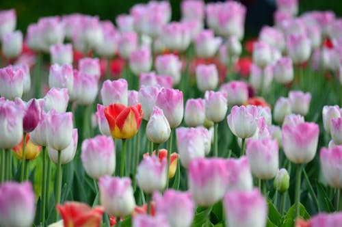 Gratuit Imagine de stoc gratuită din arc, floră, flori roz Fotografie de stoc