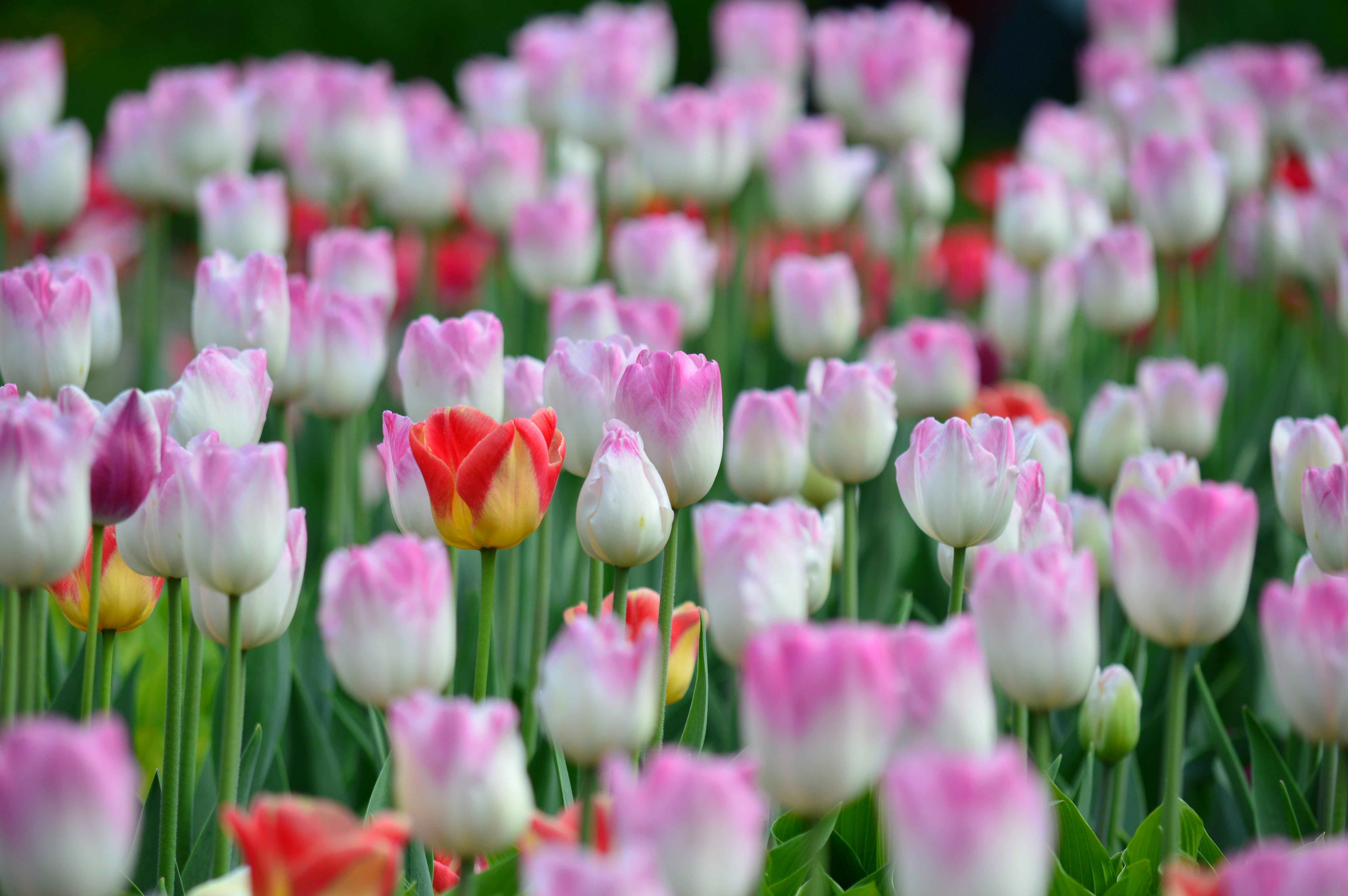 Purple and White Petaled Flower · Free Stock Photo