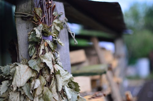 Free stock photo of birch, dry leaves, firewood