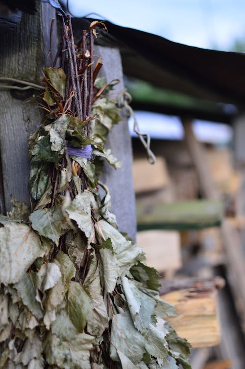 Foto stok gratis daun kering, kayu bakar, mandi sauna