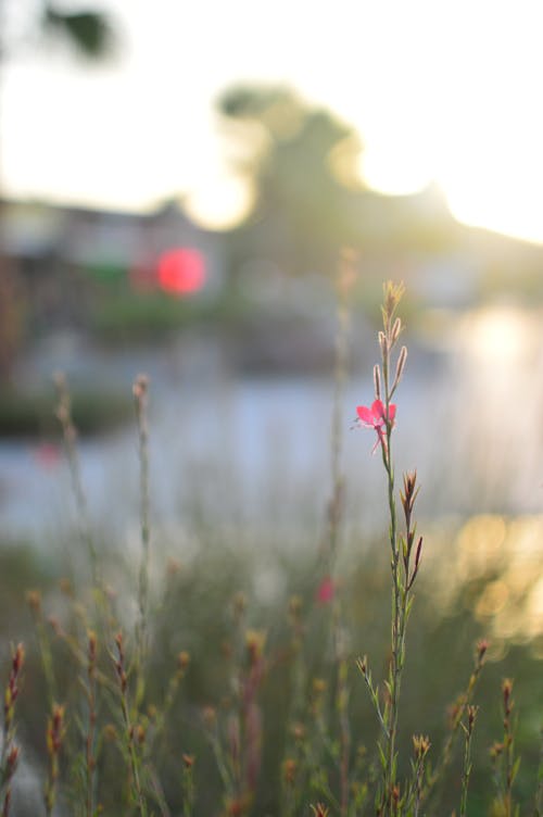 Free stock photo of flower, golden sun, green grass