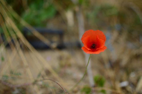 Free stock photo of poppy, red flower