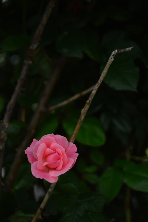 Free stock photo of flower, pink flower, pink rose