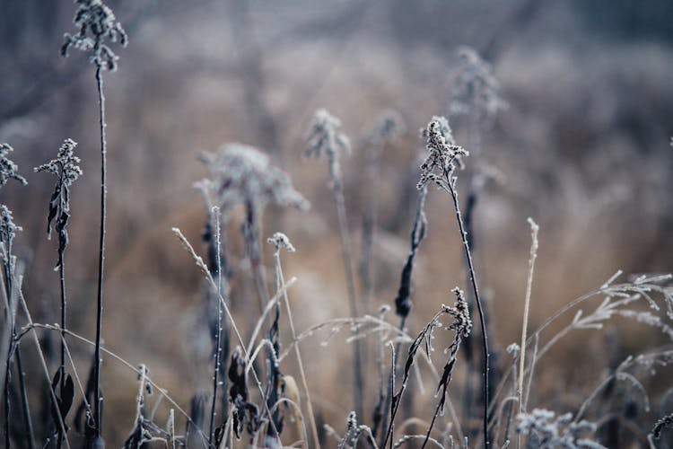 Dried Grass On A Field 