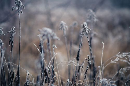 Free Frost-covered grass blades in a quiet winter field, showcasing nature's chilly beauty. Stock Photo