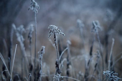무료 감기, 겨울, 눈의 무료 스톡 사진