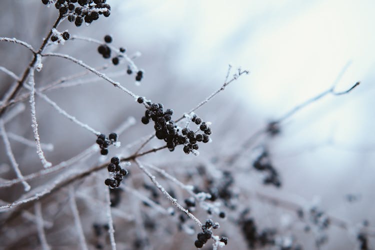 

A Close-Up Shot Of Berries During Winter