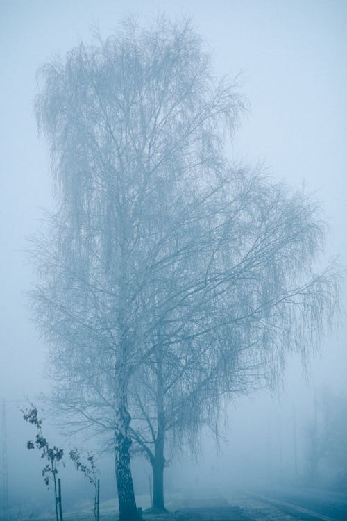 
Tall Trees beside a Road during Winter