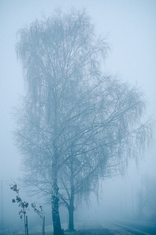 Základová fotografie zdarma na téma mráz, příroda, prostředí