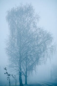 A tall tree stands covered in frost amidst a misty winter landscape, evoking calm and tranquility.