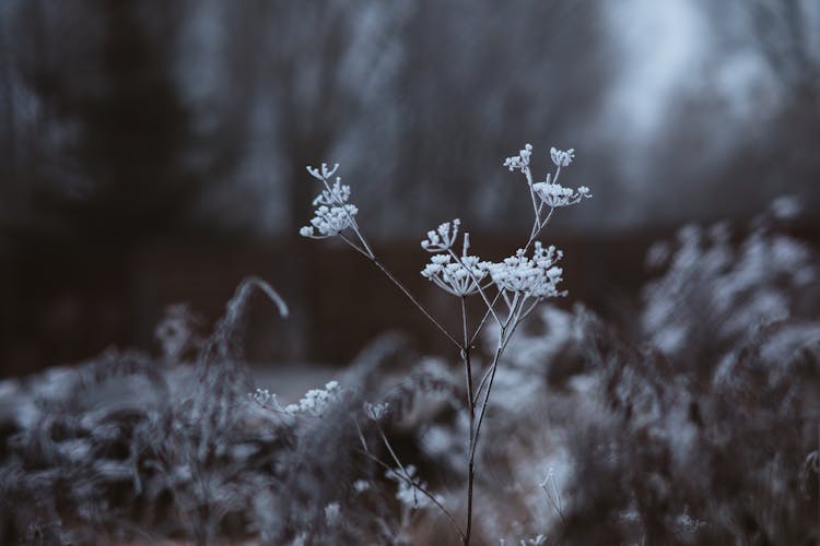 A Plant With White Snow