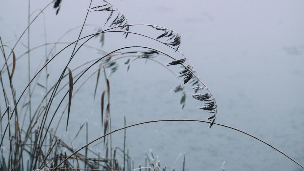 Photographie des paysages camarguais en hiver - illustration