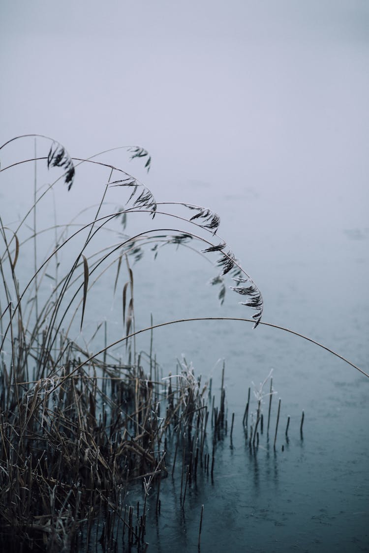 Grass On Body Of Water