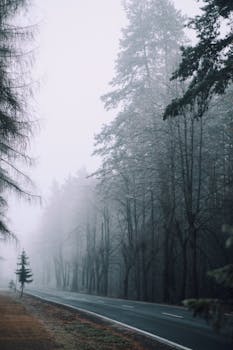 A serene misty road through a forest, capturing the atmospheric fog of a tranquil morning.