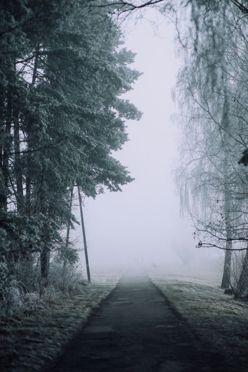 Free A foggy forest path enveloped in winter mist, creating a serene and mysterious scene. Stock Photo