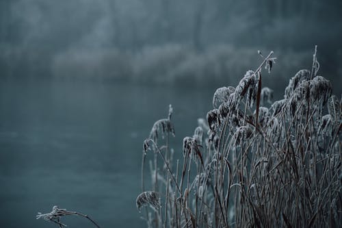 Frozen Grass and a Lake 