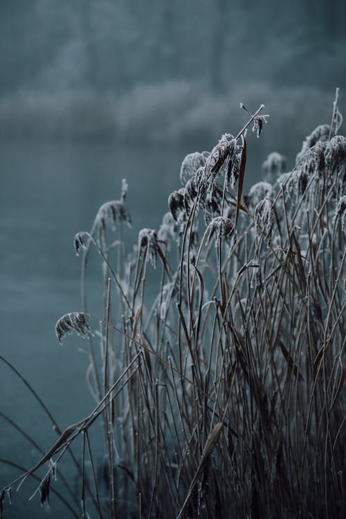 Kostenloses Stock Foto zu düster, frost, gras