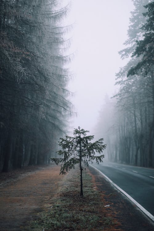 Imagine de stoc gratuită din arbori, carosabil, ceață