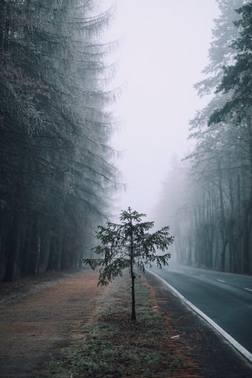 Foggy Road During Daytime