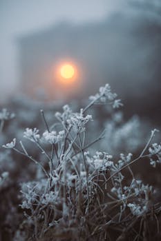 Close-up of frost-covered plants in early winter morning fog with glowing sunrise.