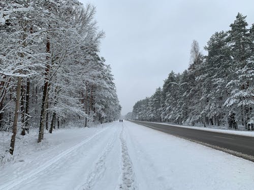 Imagine de stoc gratuită din arbori, drumul din beton, iarnă