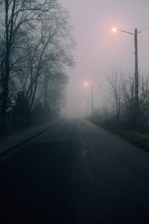 Empty Road with Street Lamps Between Bare Trees