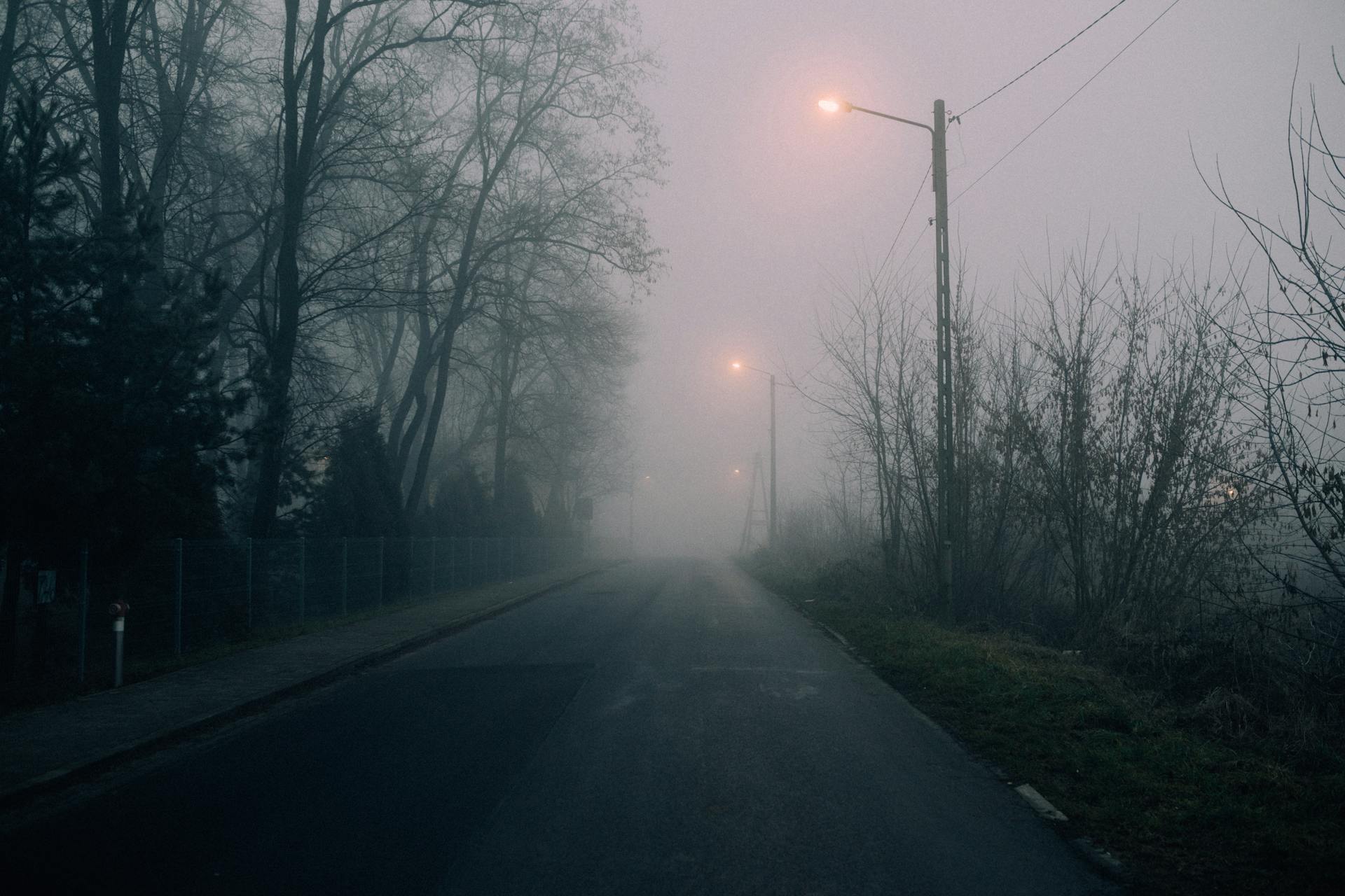 Gray Asphalt Road Between Bare Trees