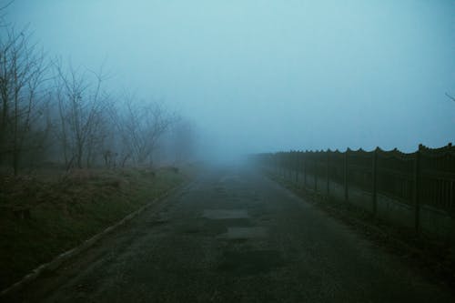 Gray Road Beside Bare Trees Covered With Fog