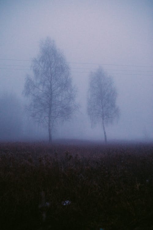 
Trees on a Foggy Day
