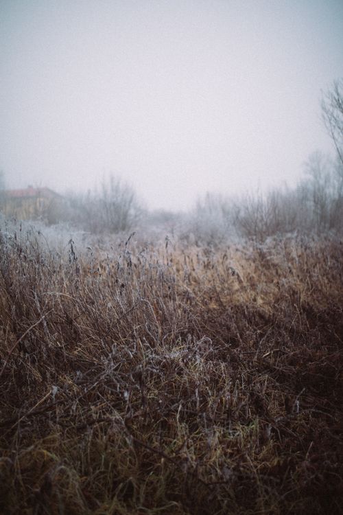 Free Discover the serene beauty of frosted grass on a misty winter morning. Stock Photo