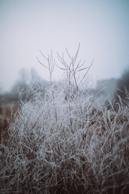 Close-up Photo of Snow Covered Twigs 