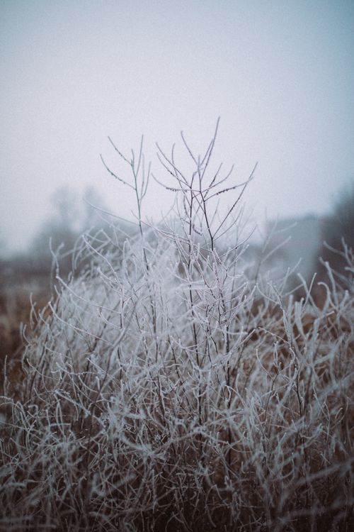 Free A serene winter scene featuring frosty, ice-covered twigs under a misty sky. Stock Photo