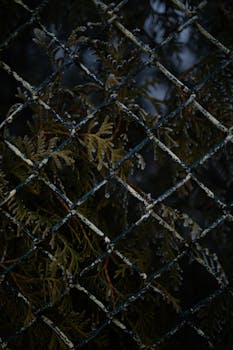 A close-up of pine branches with frost behind a wire mesh fence during winter.