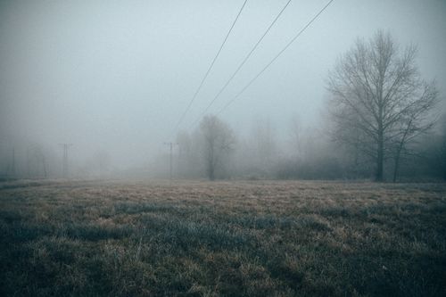 Free Serene misty landscape capturing fog over a grassy meadow with bare trees and power lines. Stock Photo