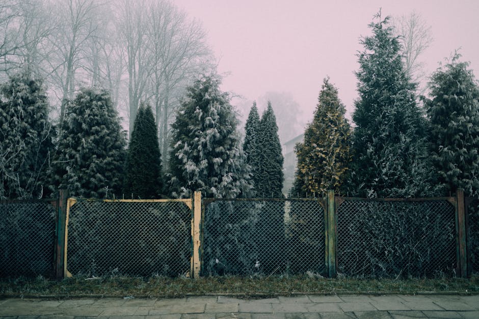 Frost-covered evergreen trees in a foggy winter garden behind a chain link fence.