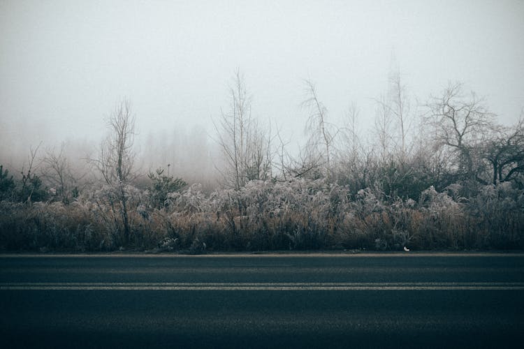 Leafless Trees In The Roadside During Winter