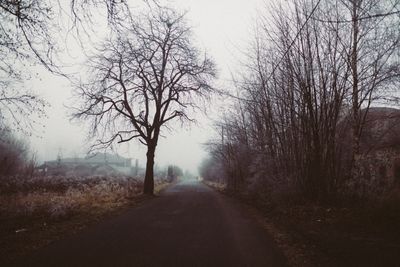 Road lined with leafless trees on a foggy morning — photo by KoolShooters on Pexels