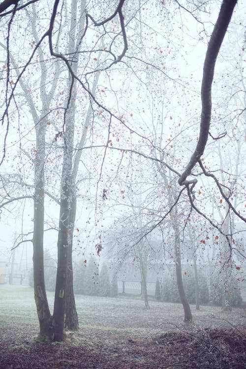 Leafless Trees on Snow Covered Ground