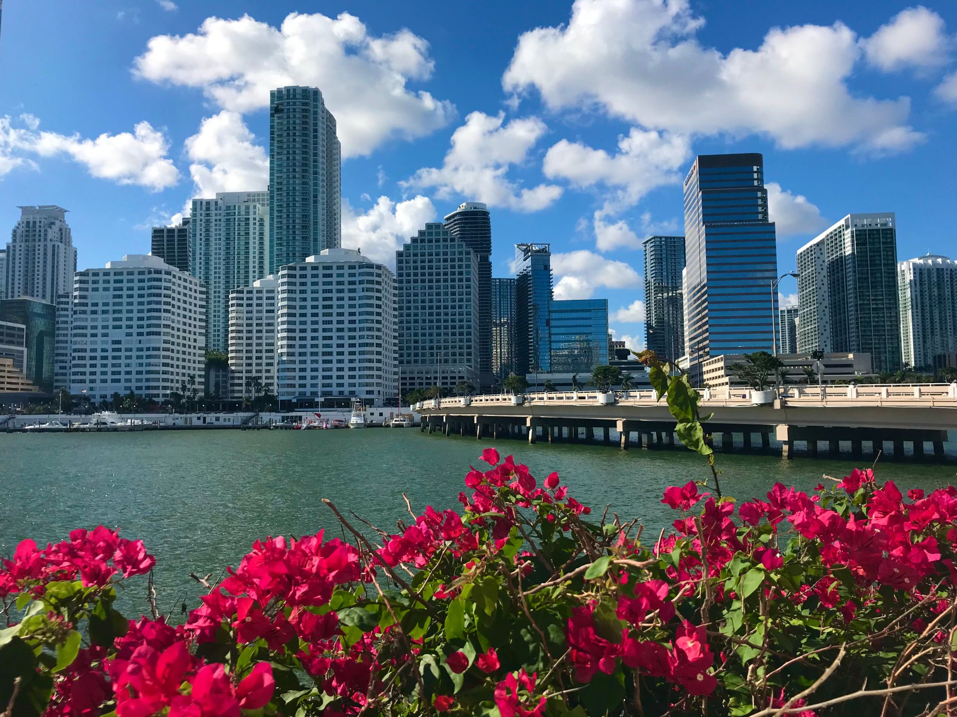 Downtown Miami and Brickell skyline across Biscayne Bay with pink bougainvillea in the foreground