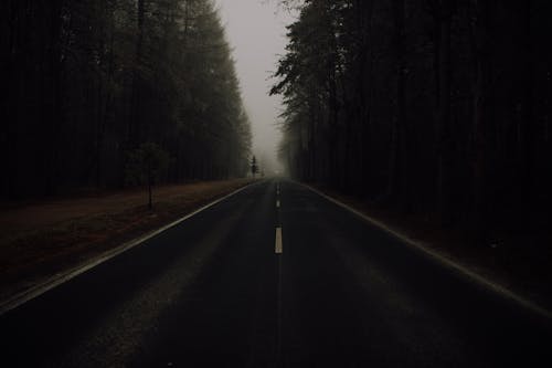 A Countryside Road Between Trees