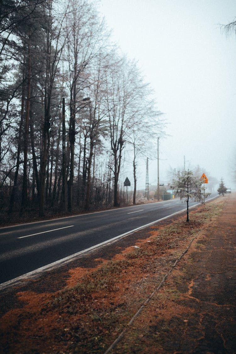 Bare Trees Beside An Empty Road 