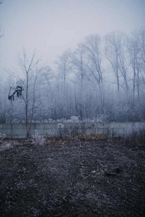 Gratis lagerfoto af bare træer, bladløse, frostklart vejr