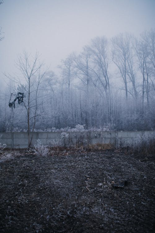 Snow Covered Bare Trees during Winter 