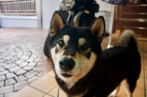 Close-Up Shot of a Dog 