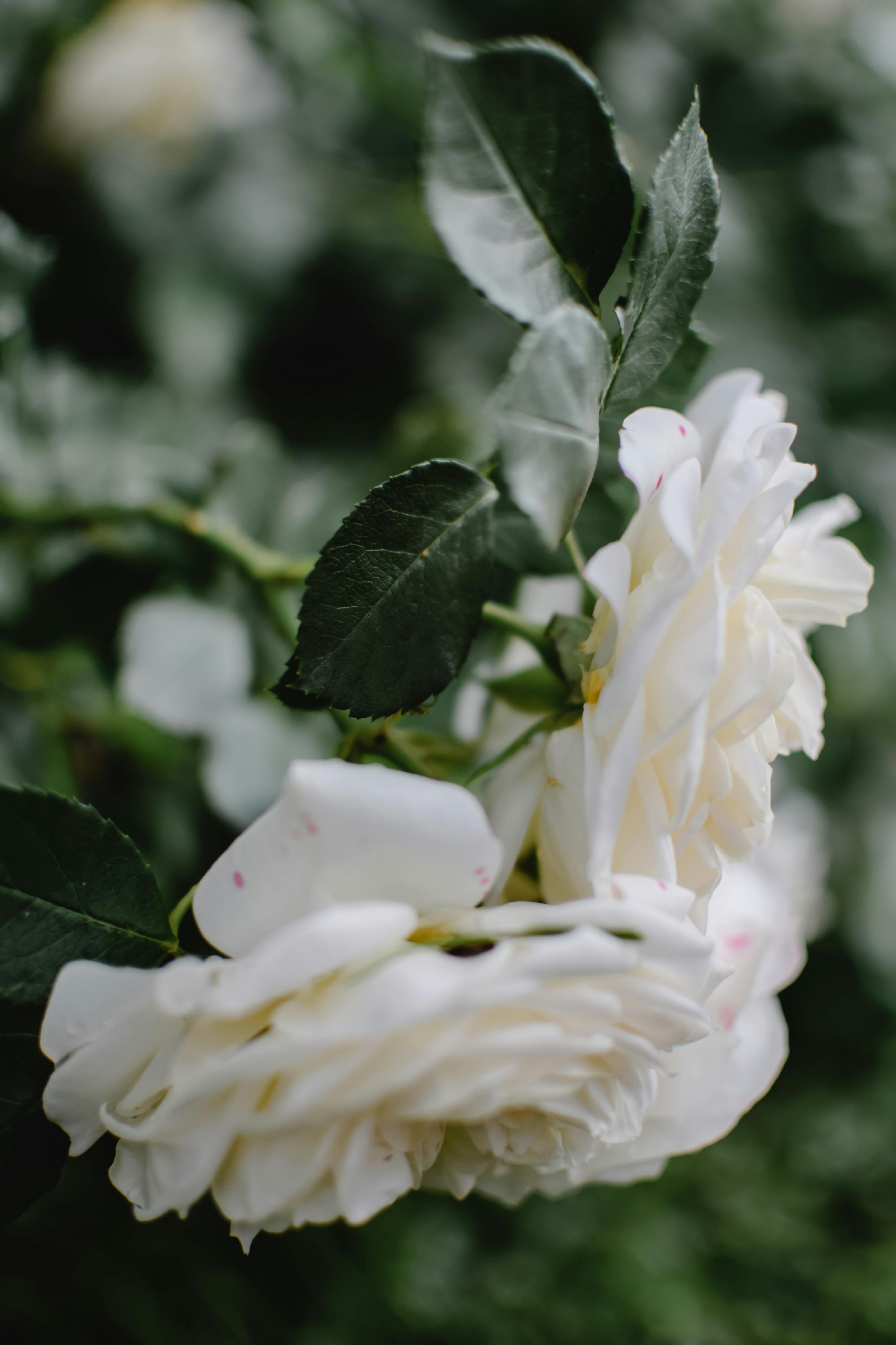 Elegant close-up of delicate white roses blooming with lush green foliage in natural light.