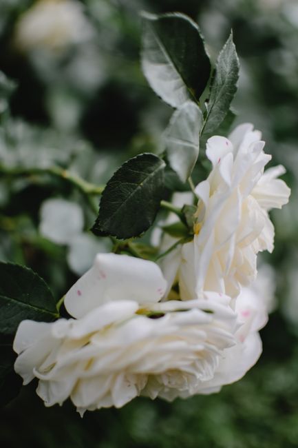 Elegant close-up of delicate white roses blooming with lush green foliage in natural light.