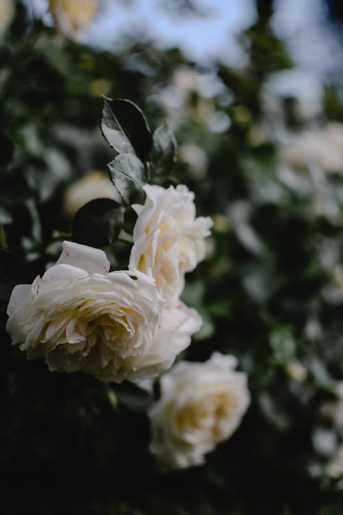Základová fotografie zdarma na téma bílé květy, bílé růže, detail